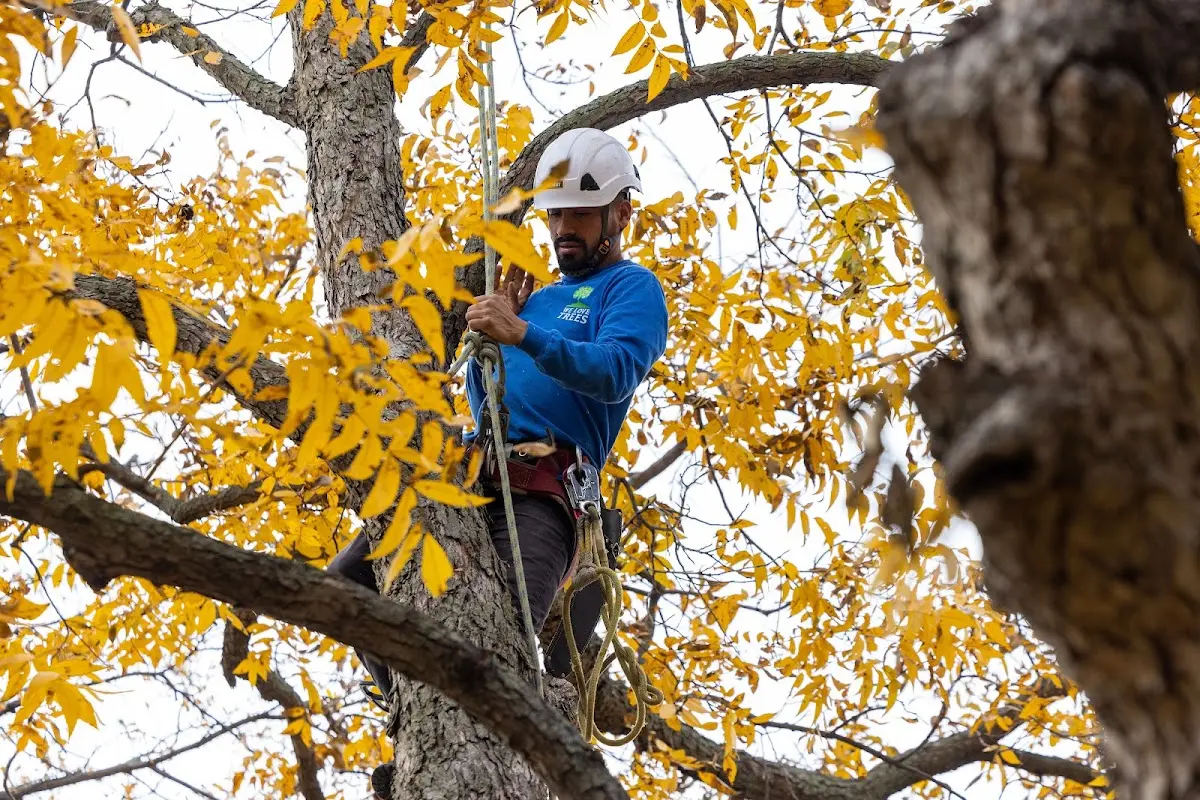Skilled Tree Pruning crew working in Jamestown