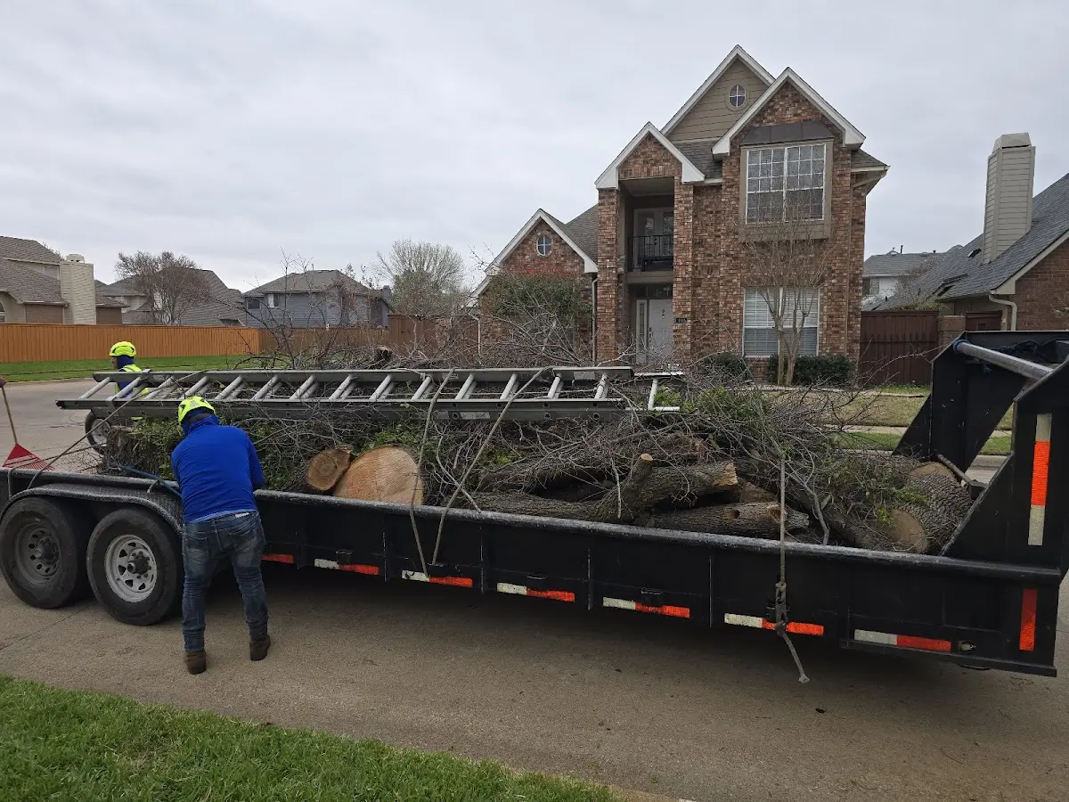 Expert Tree Pest Control with proper safety equipment in Jamestown
